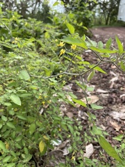 Solanum pimpinellifolium