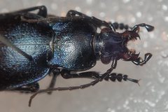 Carabus convexus gracilior