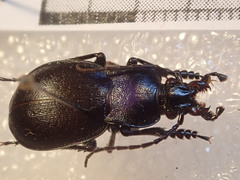 Carabus convexus gracilior