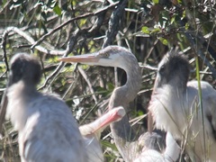 Ardea herodias occidentalis × wardi