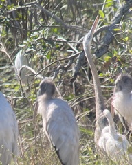 Ardea herodias occidentalis × wardi