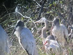 Ardea herodias occidentalis × wardi