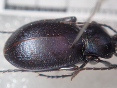 Carabus convexus gracilior