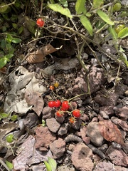 Solanum pimpinellifolium