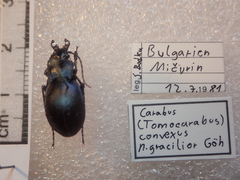 Carabus convexus gracilior