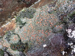 Fuscopannaria maritima
