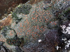 Fuscopannaria maritima