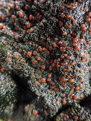 Fuscopannaria maritima