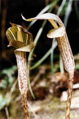 Arisaema nepenthoides