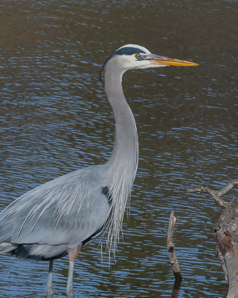 Ardea herodias from Milpitas, CA 95035, USA on 2022년 01월 21일 (금) at 10:45 오전 by David H. Gleit · iNaturalist Ardea herodias