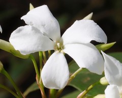 Billardiera floribunda