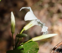 Billardiera floribunda
