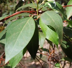Billardiera floribunda