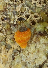 Nucella lapillus