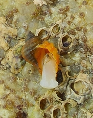 Nucella lapillus