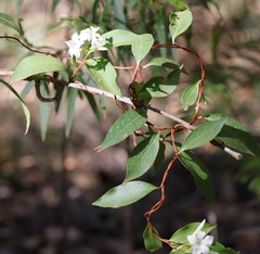 Billardiera floribunda