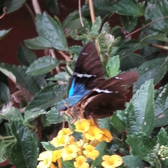 Astraptes fulgerator fulgerator