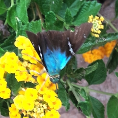 Astraptes fulgerator fulgerator