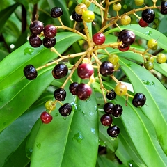 Ardisia escallonioides image