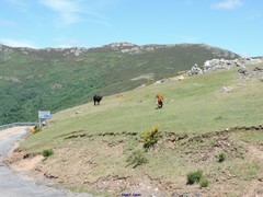 Adenocarpus hispanicus