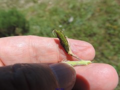 Adenocarpus hispanicus