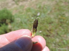 Adenocarpus hispanicus