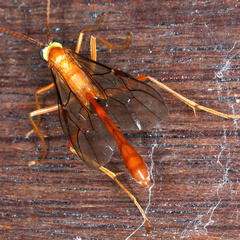 Enicospilus lineolatus