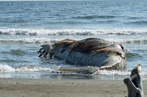 Grey Whale photographed in Alaska