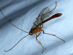 Enicospilus lineolatus