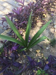 Hippeastrum vittatum