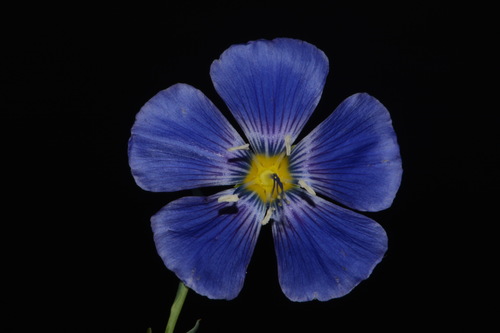 Linum lewisii