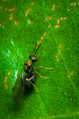 Orasema costaricensis