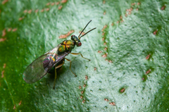 Orasema costaricensis