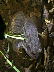 Leptodactylus labyrinthicus