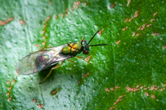 Orasema costaricensis