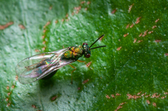 Orasema costaricensis