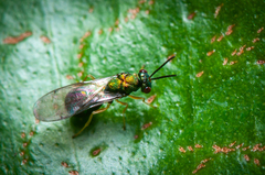 Orasema costaricensis