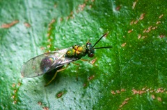Orasema costaricensis