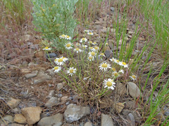 Erigeron concinnus concinnus