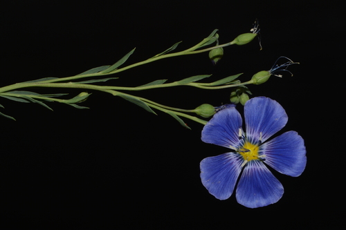 Linum lewisii