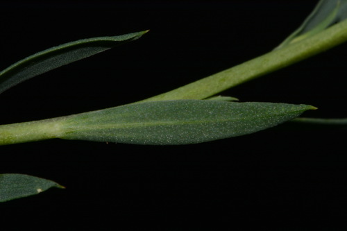 Linum lewisii