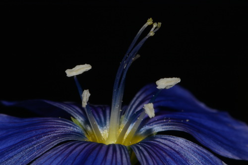 Linum lewisii