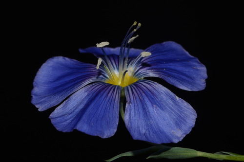 Linum lewisii