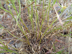 Erigeron concinnus concinnus