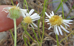 Erigeron concinnus concinnus
