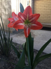Hippeastrum vittatum