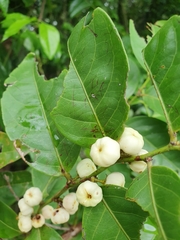 Glochidion harveyanum