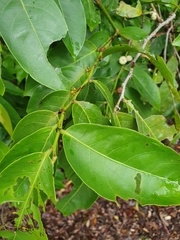 Glochidion harveyanum
