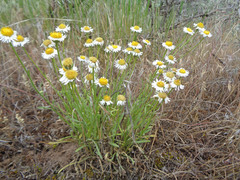 Erigeron concinnus concinnus