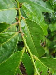 Glochidion harveyanum